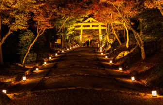夜の紅葉が綺麗な日吉大社と鳥居