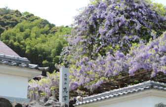 徳島県　神光寺のぼり藤