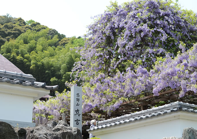 徳島県　神光寺のぼり藤